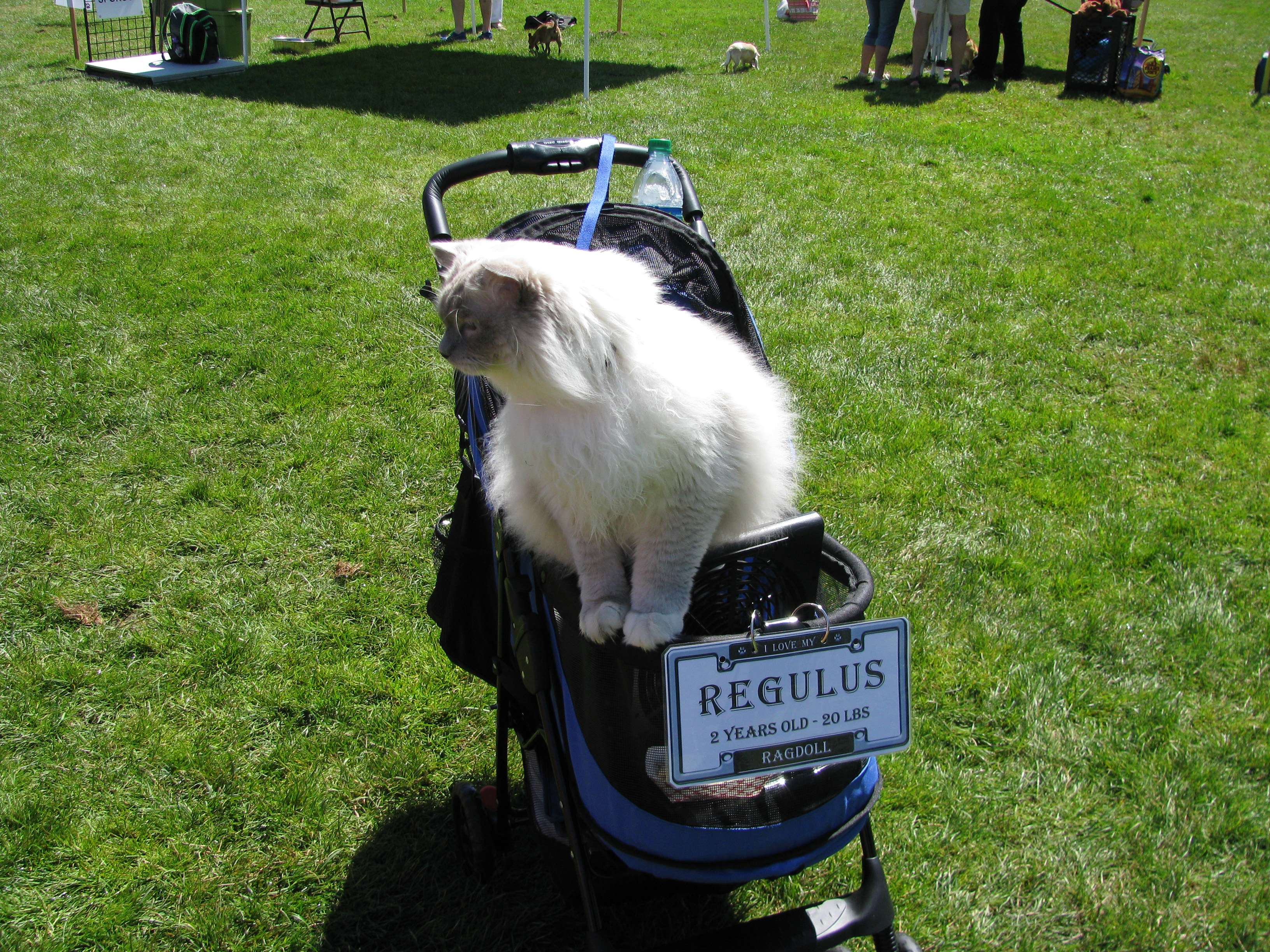 Ragdoll Sweetheaven Royal Regulus Feathers and Fur Animal