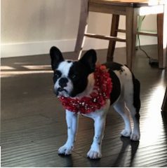 Cookie – French Bulldog