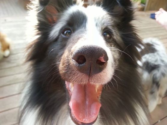 Blue Merle Sheltie – Dahlia