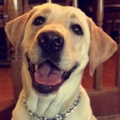 Labrador Retriever – Norman