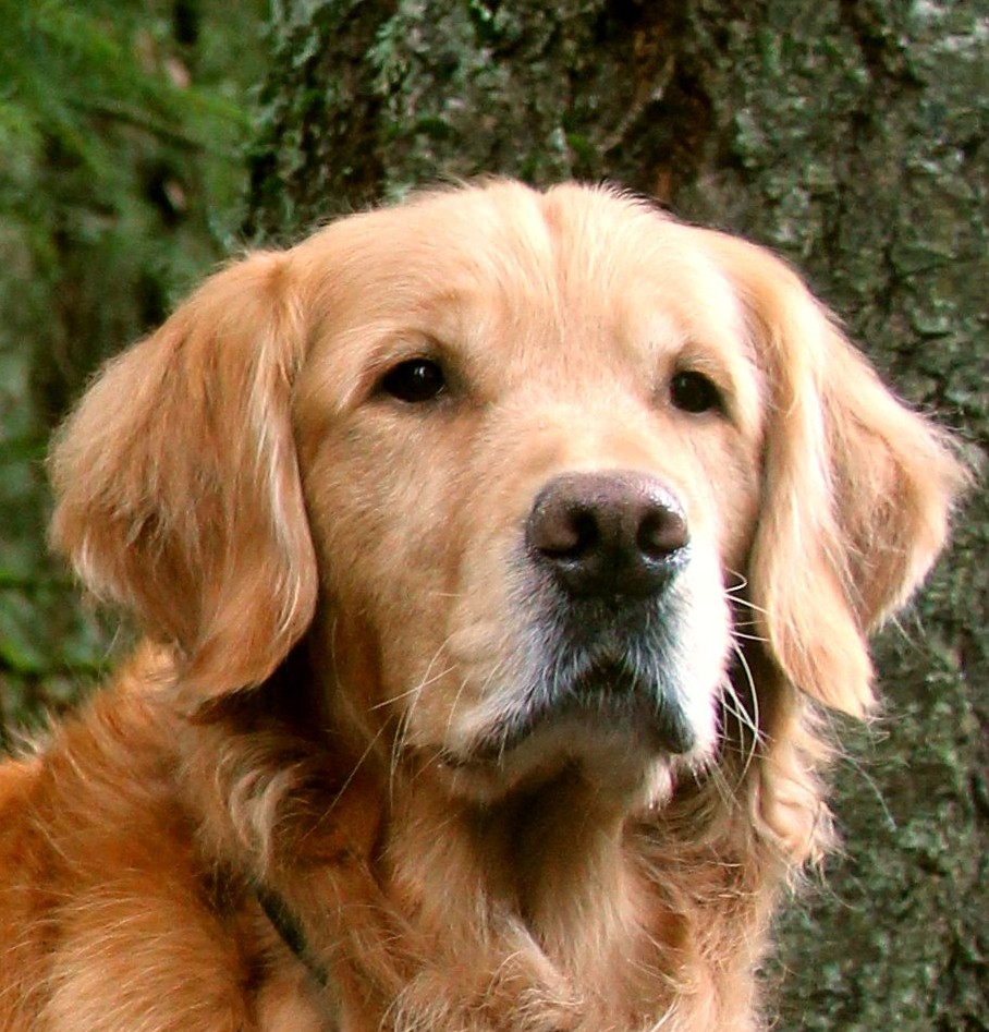 Golden Retriever – Parker