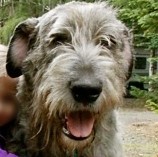 Irish Wolf Hound – Smokey