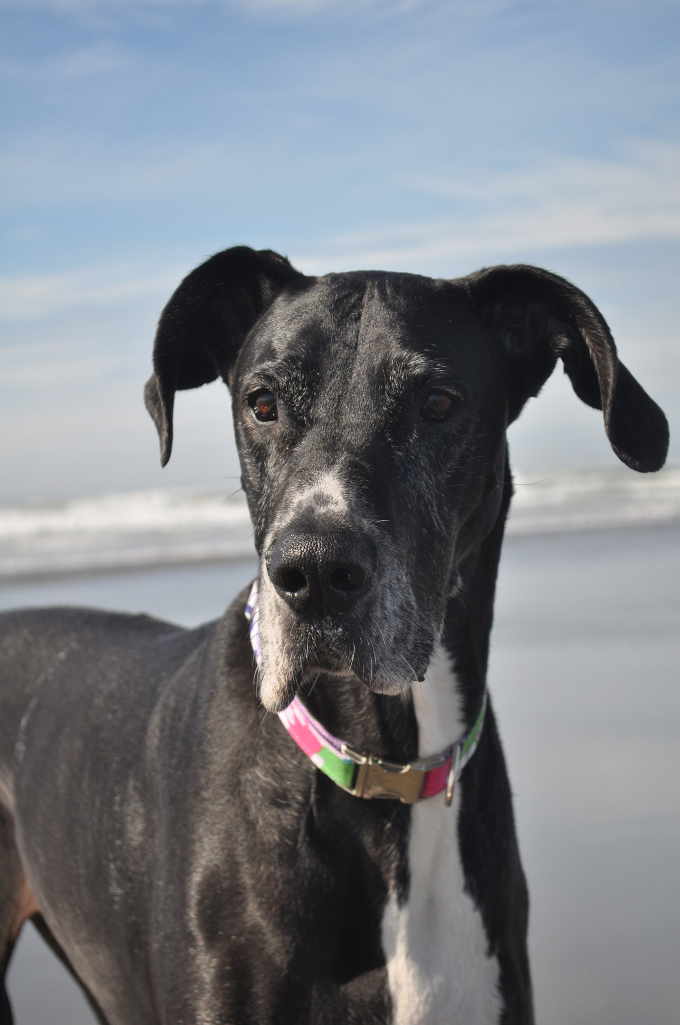 Great Dane – Vegas