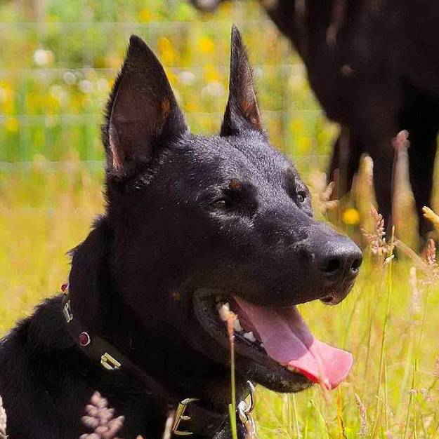 Beauceron – d’Artagnan du Chateau Rocher