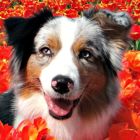 Hallie Min. Australian Shepherd