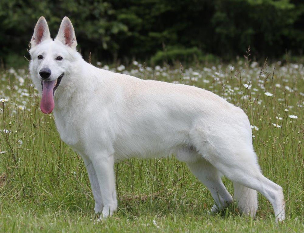 Tundra – German Shepherd