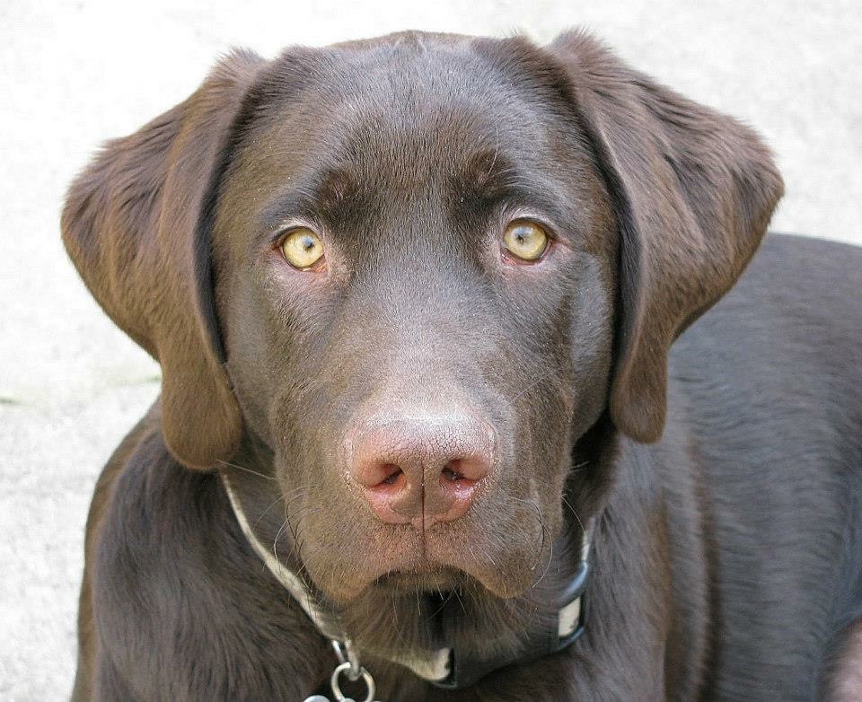 Labrador Retriever – Cooper