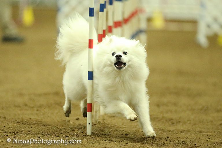 American Eskimo Dog – Indie