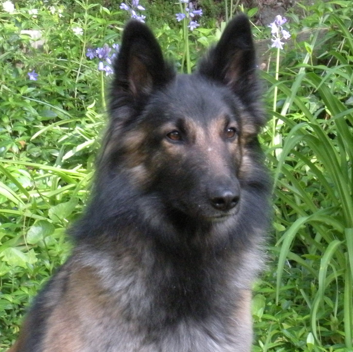 Tervuren Zoey